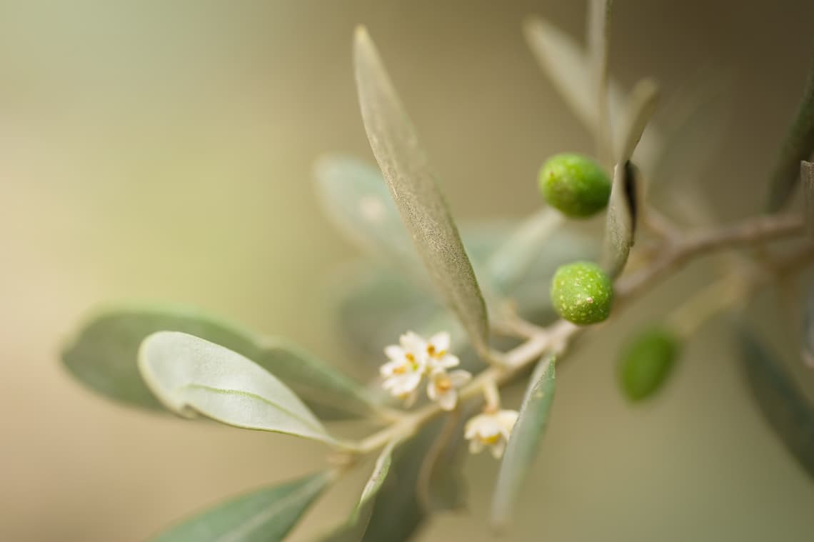 ¿Cómo son las flores, hojas y frutos del olivo?
