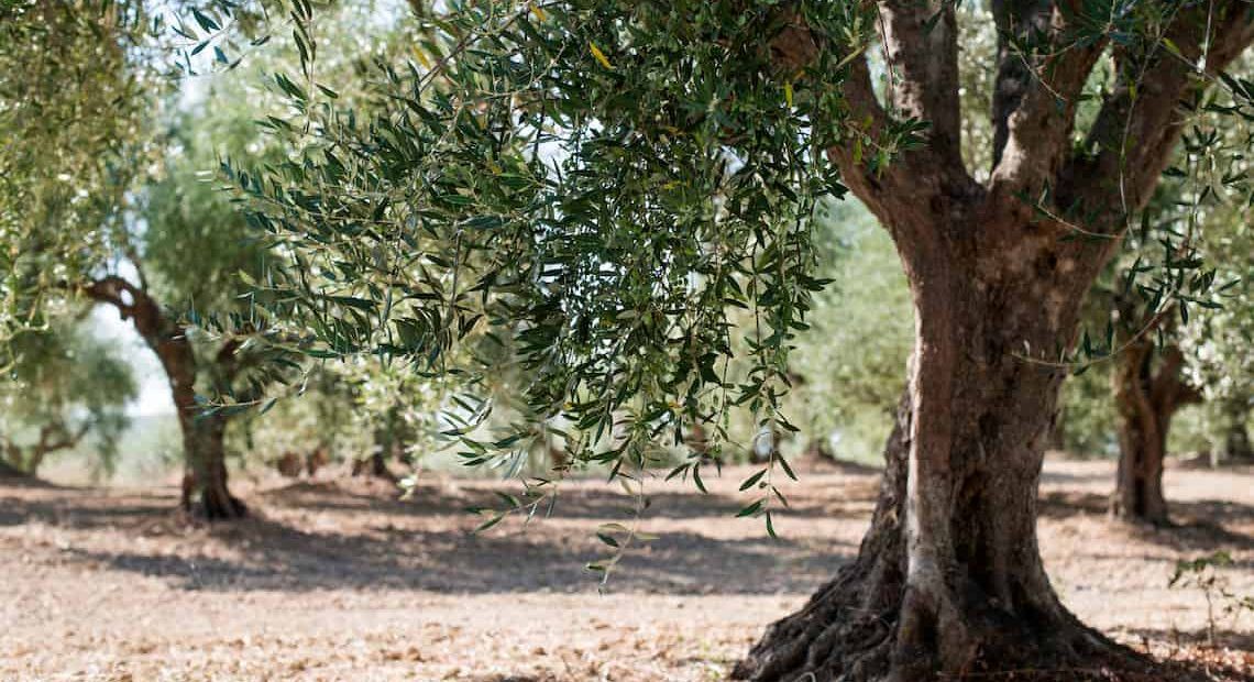 tipos de olivo