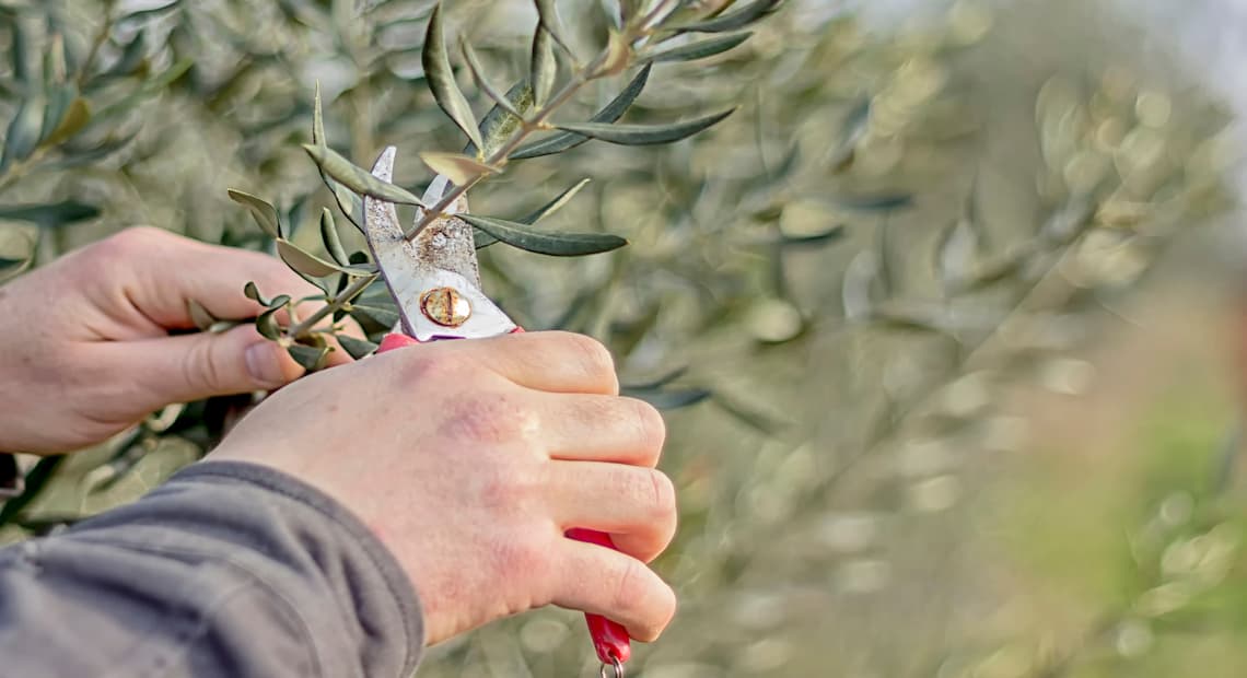 Poda del olivo: claves para realizarla correctamente y curiosidades