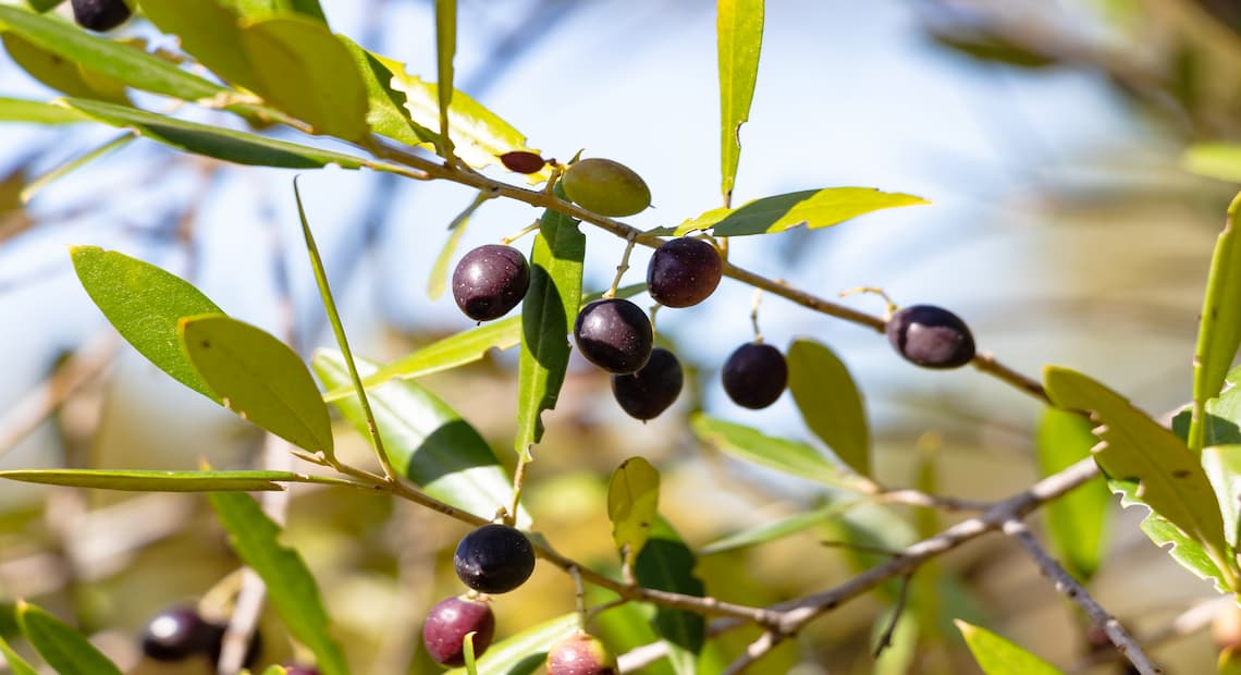 Acebuche u olivo silvestre: características y curiosidades