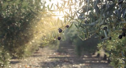 hoja del olivo