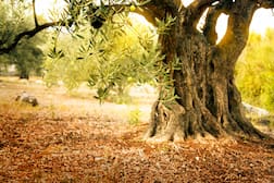 tronco olivo