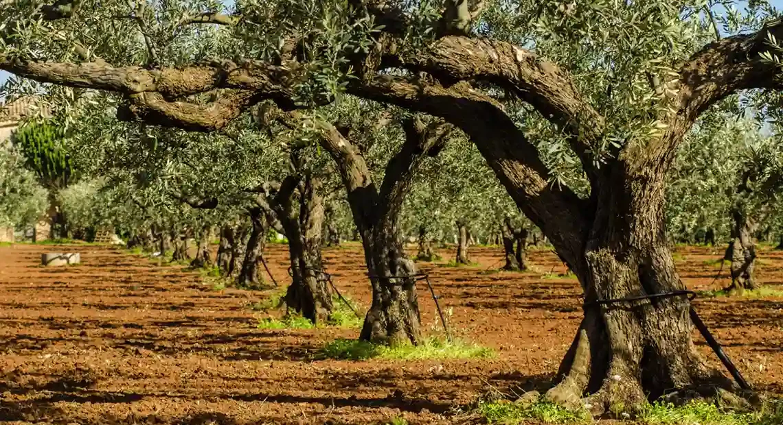 sostenibilidad en el olivar