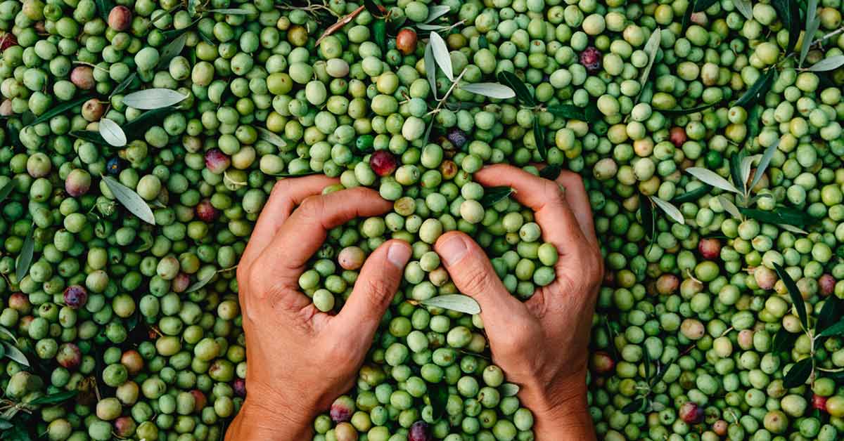cifras del sector orujero empleo y desarrollo rural