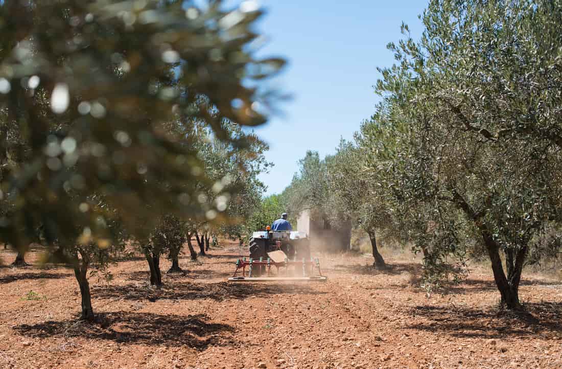 el sector orujero contribuye al aprovechamiento integral del olivar