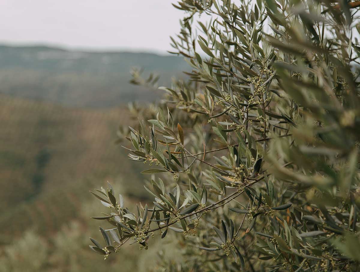 absorción de CO2 del olivo