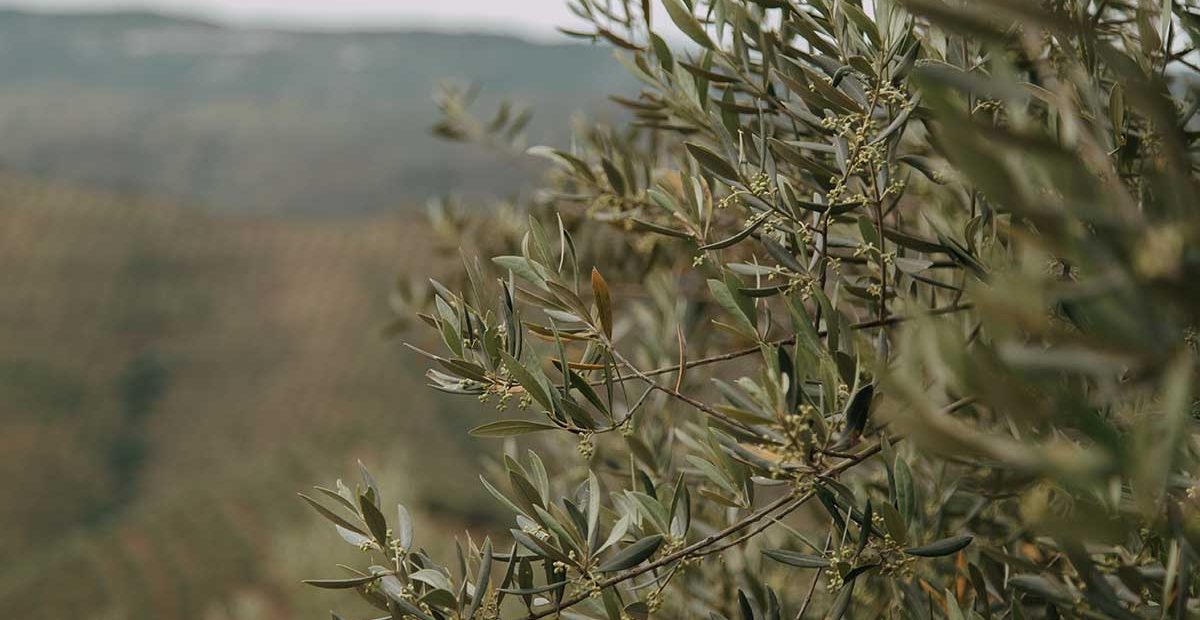 absorción de CO2 del olivo