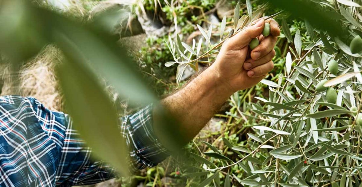 enfermedades-del-olivo-imagen-destacada