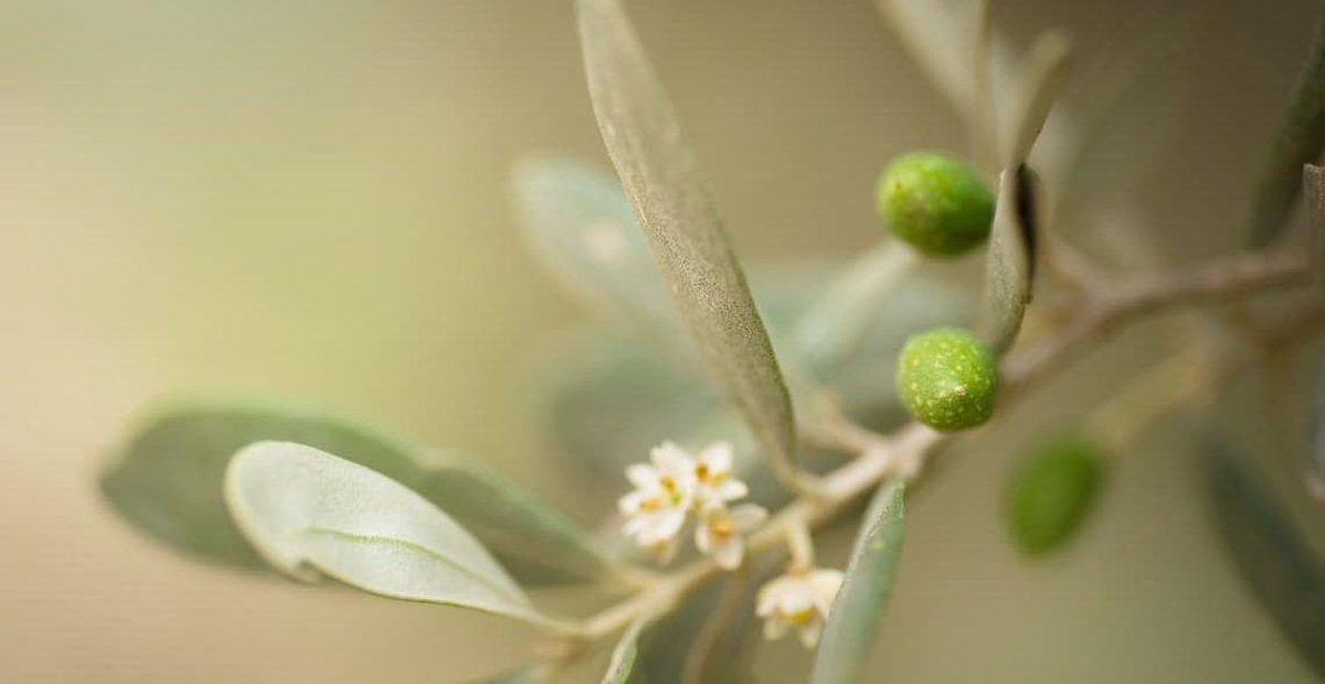 flor-del-olivo-1140x620