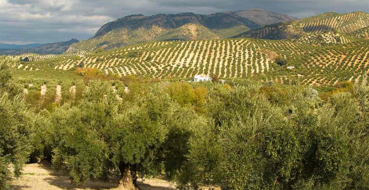 olivar-motor-economico