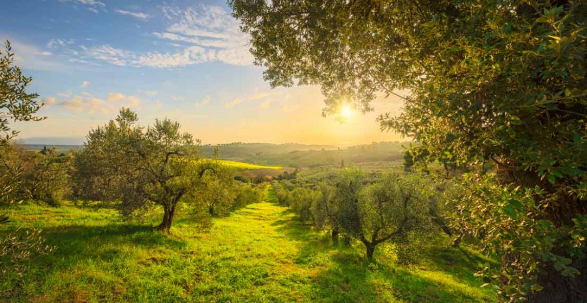 origen-del-olivo-imagen-destacada
