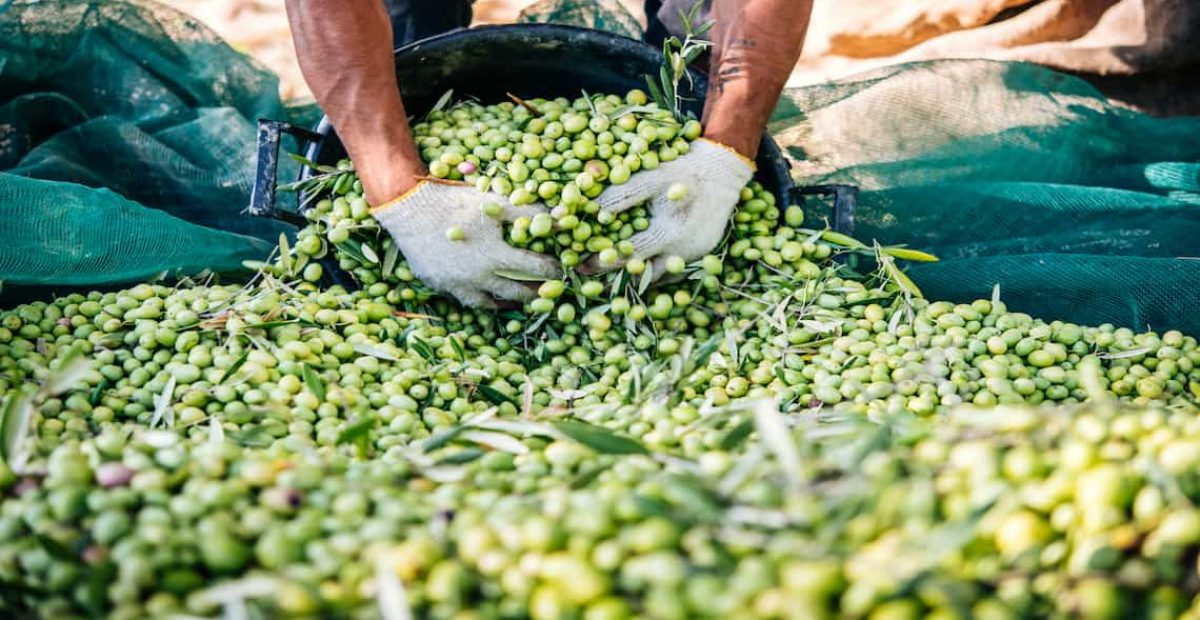 recogida-de-la-aceituna