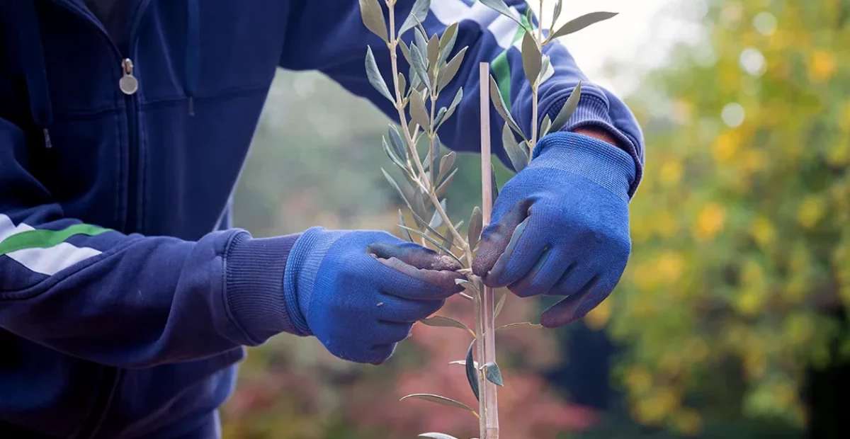 variedades-aceitunas-1140x620